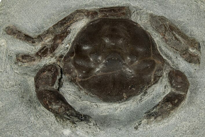 Eocene Fossil Crab (Pulalius) - Washington State #345509